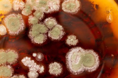 Çürük çay üzerine beyaz küf. Kapat.