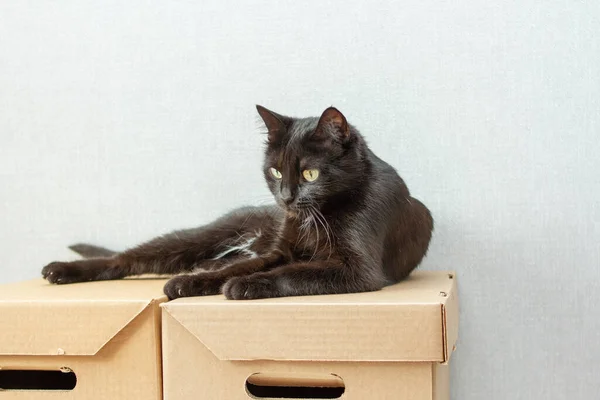 Egy Gyönyörű Elegáns Fekete Macska Fekszik Kartondobozon — Stock Fotó