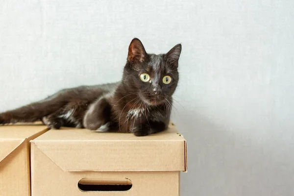 Egy Elegáns Fekete Macska Sárga Szemekkel Fekszik Kartondobozon — Stock Fotó