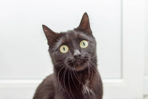 Ritratto Del Giovane Gatto Nero Con Occhi Gialli Sfondo Bianco — Foto Stock