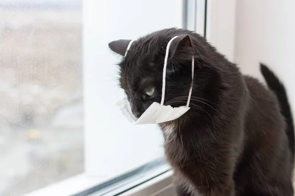 Ledsen Svart Katt Medicinsk Mask Sitta Hemma Vid Fönstret Begreppet — Stockfoto