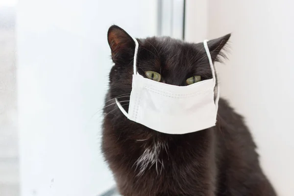 Svart Katt Medicinsk Mask Sitter Hemma Vid Fönstret — Stockfoto