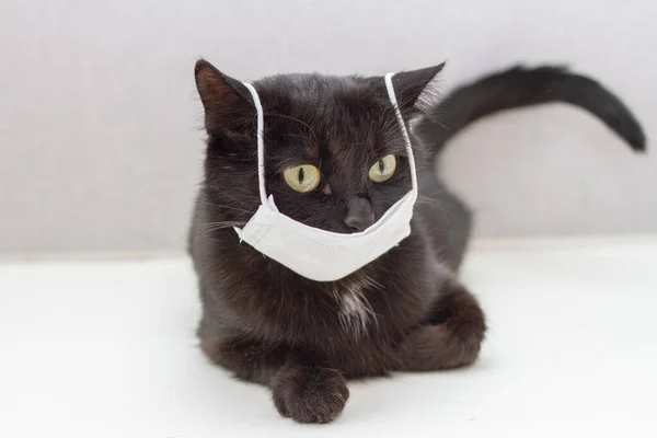 Fekete Macska Orvosi Maszkot Visel Covid Veszélyes Kedvtelésből Tartott Állatokra — Stock Fotó