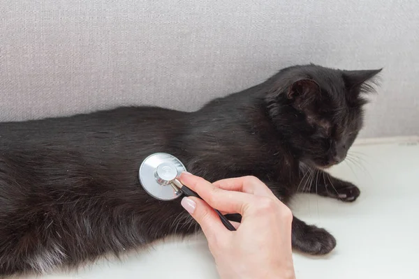 Veterinarian doctor examining cat with stethoscope in clinic.