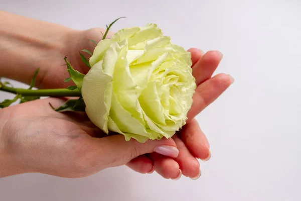 Iso Nuppu Kihara Valkoinen Ruusu Naisten Käsissä — kuvapankkivalokuva