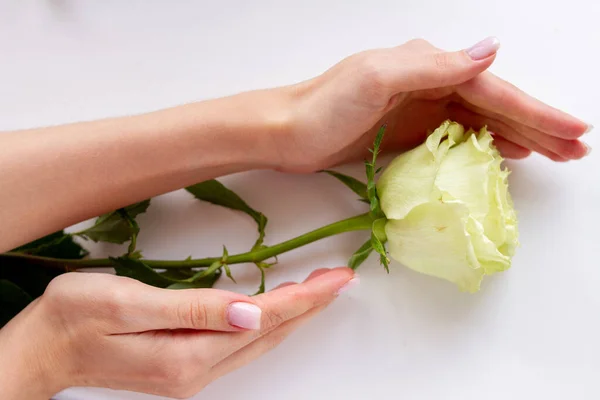 Нежные Женские Руки Сгибаются Вокруг Белой Розы Вид Сверху — стоковое фото