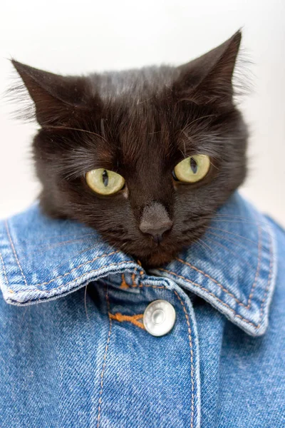 Kucing Hitam Dalam Jaket Denim — Stok Foto