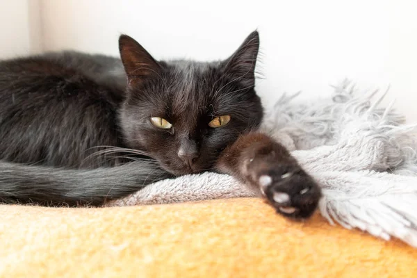 Fekete Macska Fekszik Narancssárga Takarón Fekete Macska Sárga Szemekkel Alvás — Stock Fotó