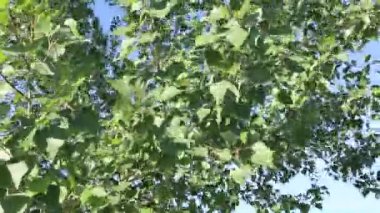 Yaz ağaçlarının yaprakları yaz güneşli bir günde rüzgarda sallanıyor.