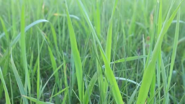 Den färska gröna gräset på gräsmattan. Växter som rör sig i blåst vind. — Stockvideo