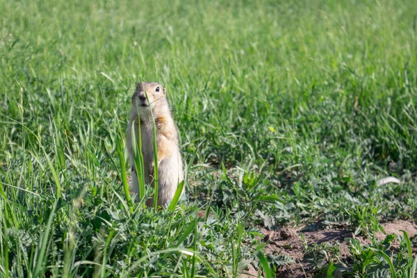 Portrét Lesního Hrdlořeza Divoký Gopher Přírodě — Stock fotografie