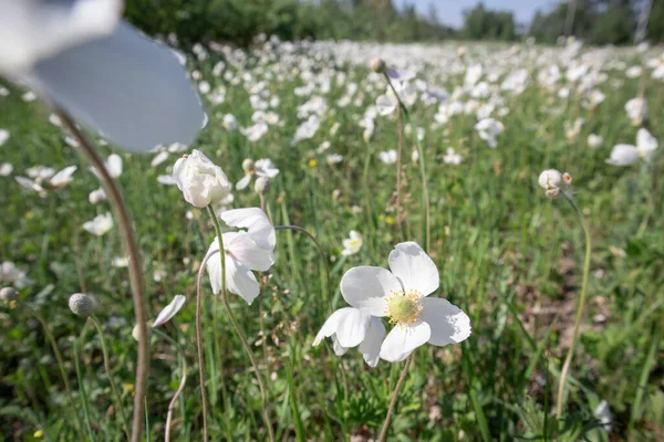 White poppy flower field. Selective focus. Windy weather.