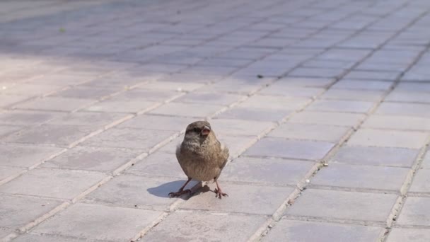 A young sparrow sitting on a pavement street in the city — Stock Video