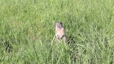 Çimlerin arasındaki sevimli yer sincabı ve kameraya bakıyor.