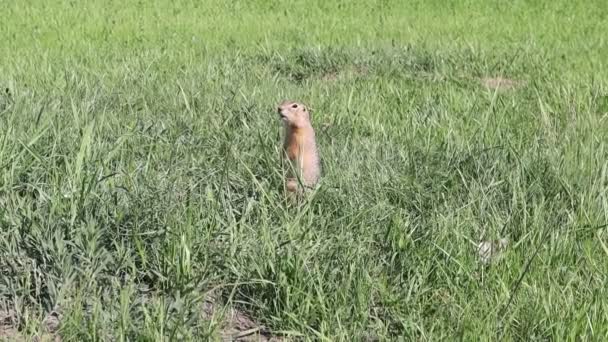 Wilde grondeekhoorn kijkt naar de camera. Gopher staat in groen gras — Stockvideo