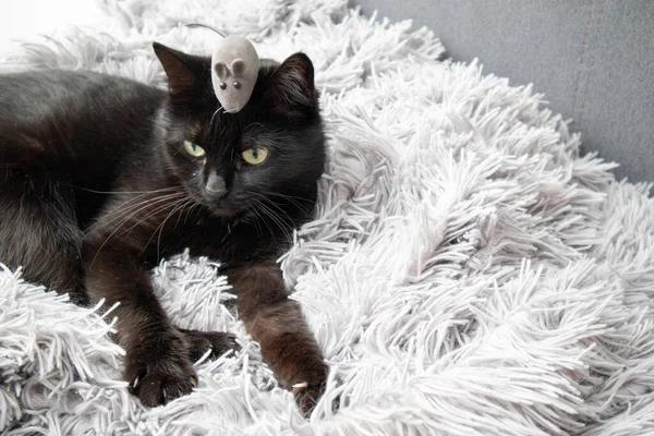 Fekete Macska Szürke Egérjátékkal Macska Játék — Stock Fotó