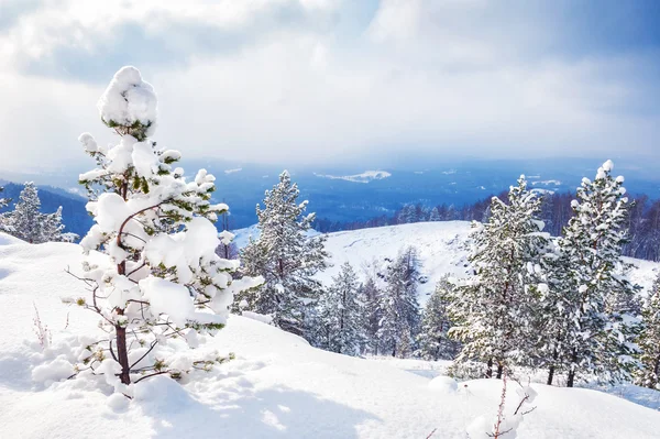 冬の森の雪に覆われた木. — ストック写真