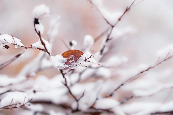 Schnee auf den Bäumen im Wald. — Stockfoto