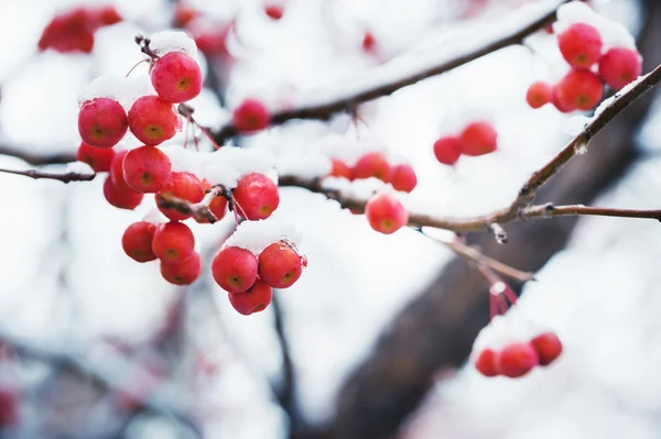 Снег на диких красных яблоках в лесу . — стоковое фото
