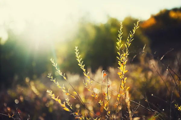 Wild grasses in a field at sunset. — Stock Photo, Image