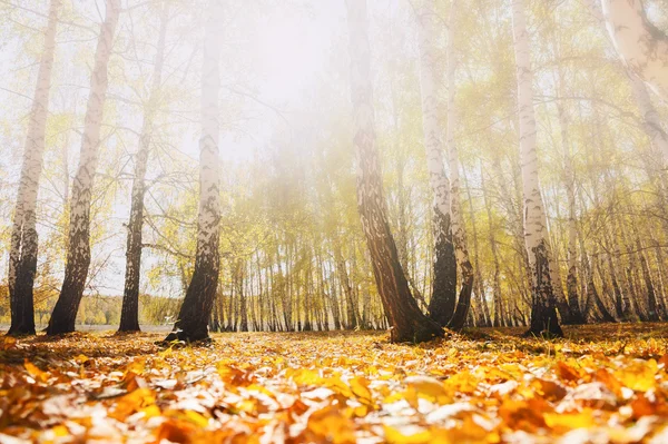 Yellow leaves in the autumn forest in a foggy day — Stock Photo, Image