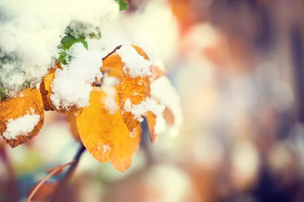 Neve nas folhas de outono na floresta . — Fotografia de Stock