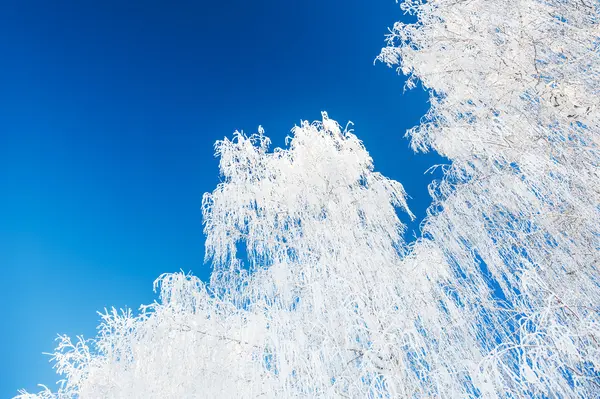 Vackert vinterlandskap — Stockfoto