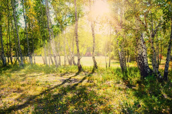 Summer forest at sunny day. — Stock Photo, Image