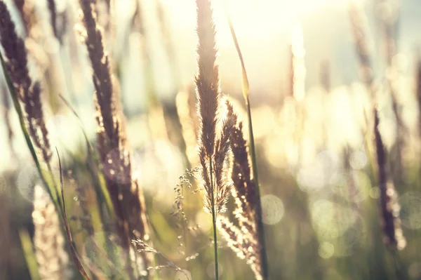 Wilde Gräser auf einem Feld bei Sonnenuntergang — Stockfoto