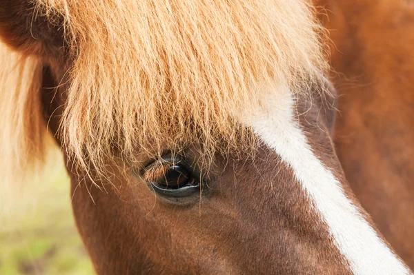 Close-up portrait of the brown icelandic horse. — Stock Photo, Image