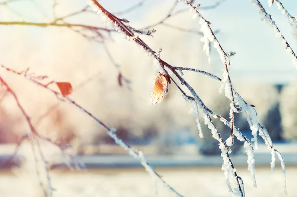 Rimfrosten på träden i vinter skog — Stockfoto