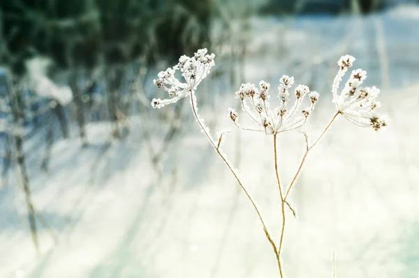 Raureif an den Pflanzen im Winterwald. — Stockfoto