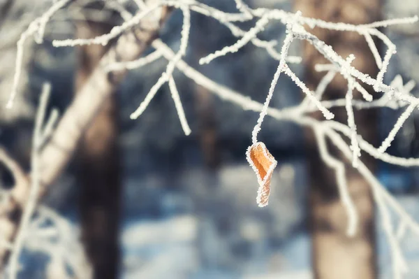 Raureif an den Bäumen im Winterwald — Stockfoto