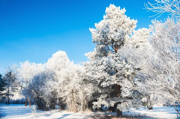 Hermoso paisaje de invierno —  Fotos de Stock