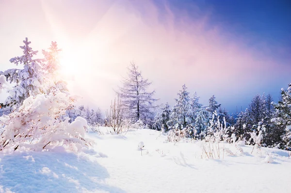 Verschneite Bäume im Winterwald bei Sonnenuntergang. — Stockfoto