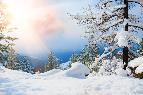 Gün batımında kış ormandaki ağaçlar karla kaplı. — Stok fotoğraf