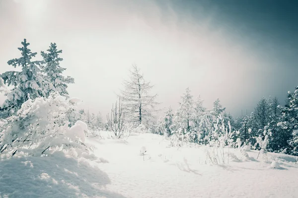 Alberi innevati nella foresta invernale al tramonto . — Foto Stock