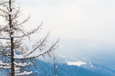 Karla kaplı dağlara günbatımında ağacında