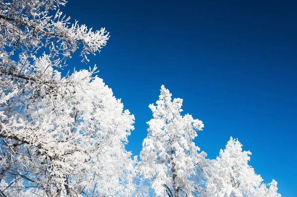 Träd med rimfrost mot den blå himlen. — Stockfoto