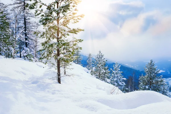 Arbres enneigés dans la forêt d'hiver au coucher du soleil . — Photo