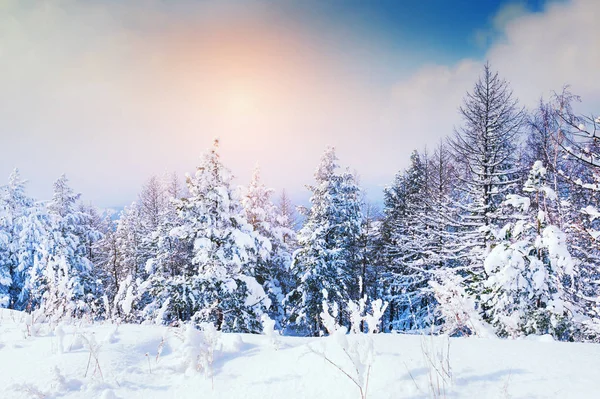 Árboles cubiertos de nieve en el bosque de invierno . —  Fotos de Stock