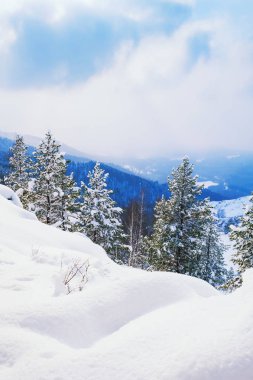 Kış ormandaki ağaçlar karla kaplı. 