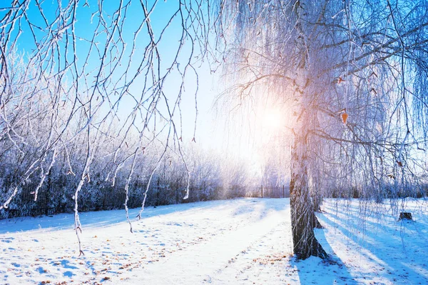 Träd med rimfrost i Vinterparken vid soluppgången — Stockfoto