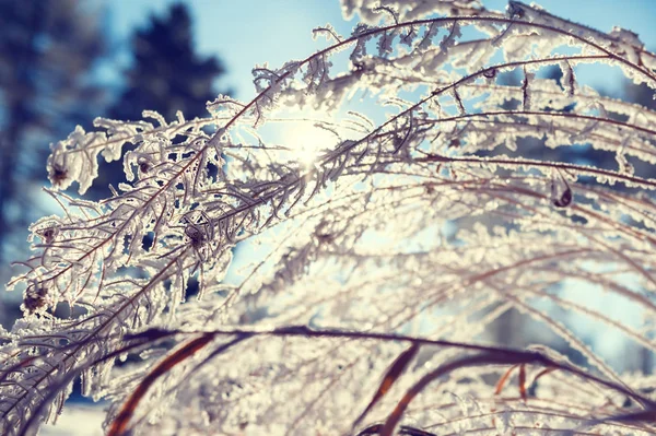 Rimfrosten på växterna i vinter skog. — Stockfoto