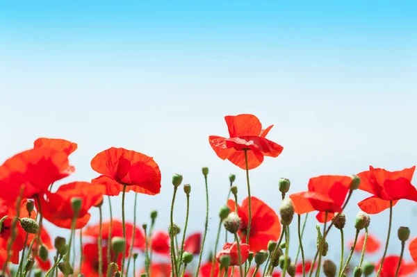 Rode papaver bloemen in het veld. — Stockfoto