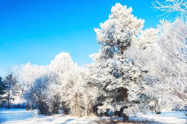 Rimfrosten på träden i vinter skog. — Stockfoto