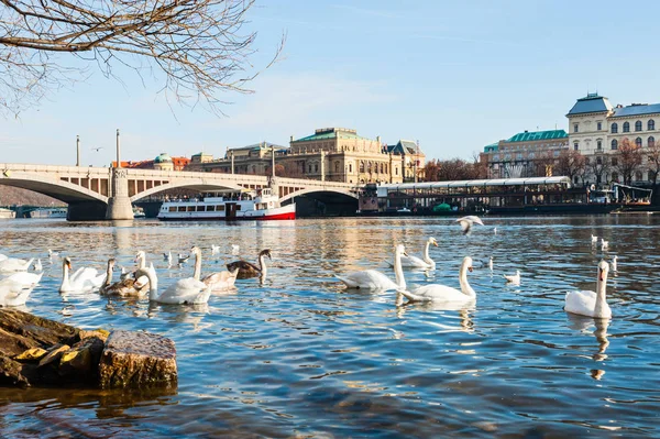 Cisnes en el río Moldava en Praga, República Checa —  Fotos de Stock