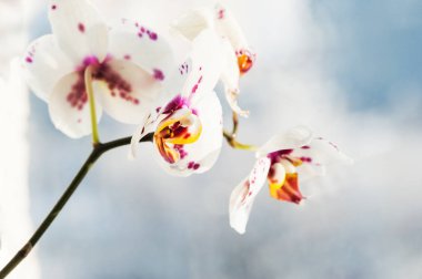 Beyaz Orkide çiçek. 