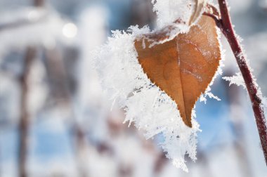 hoarfrost kış orman ağaçları. 