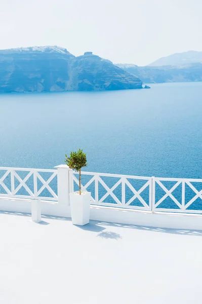 Olivier sur la terrasse et vue sur la mer — Photo